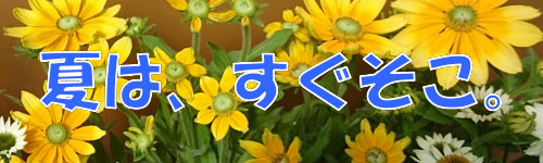 flower_summer